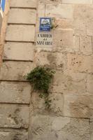 Pflanzen wachsen aus dem 