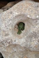 ..selbst hier wächst etwas...