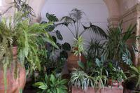 Mini-Botanischer Garten im Kloster