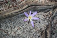 ...genügsam und hübsch...