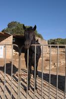 Menorquinisches Rassepferd auf 