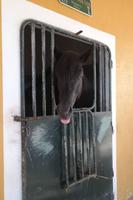 steckt uns die Zunge raus...