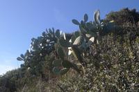 subtropische Pflanzen und Kakteen