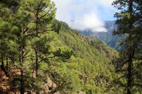 Wanderung in der Caldera de Taburiente – La Palma