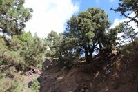 Wanderung in der Caldera de Taburiente – La Palma