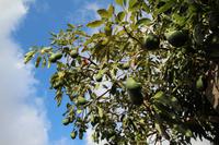 Wanderung in der Caldera de Taburiente – La Palma