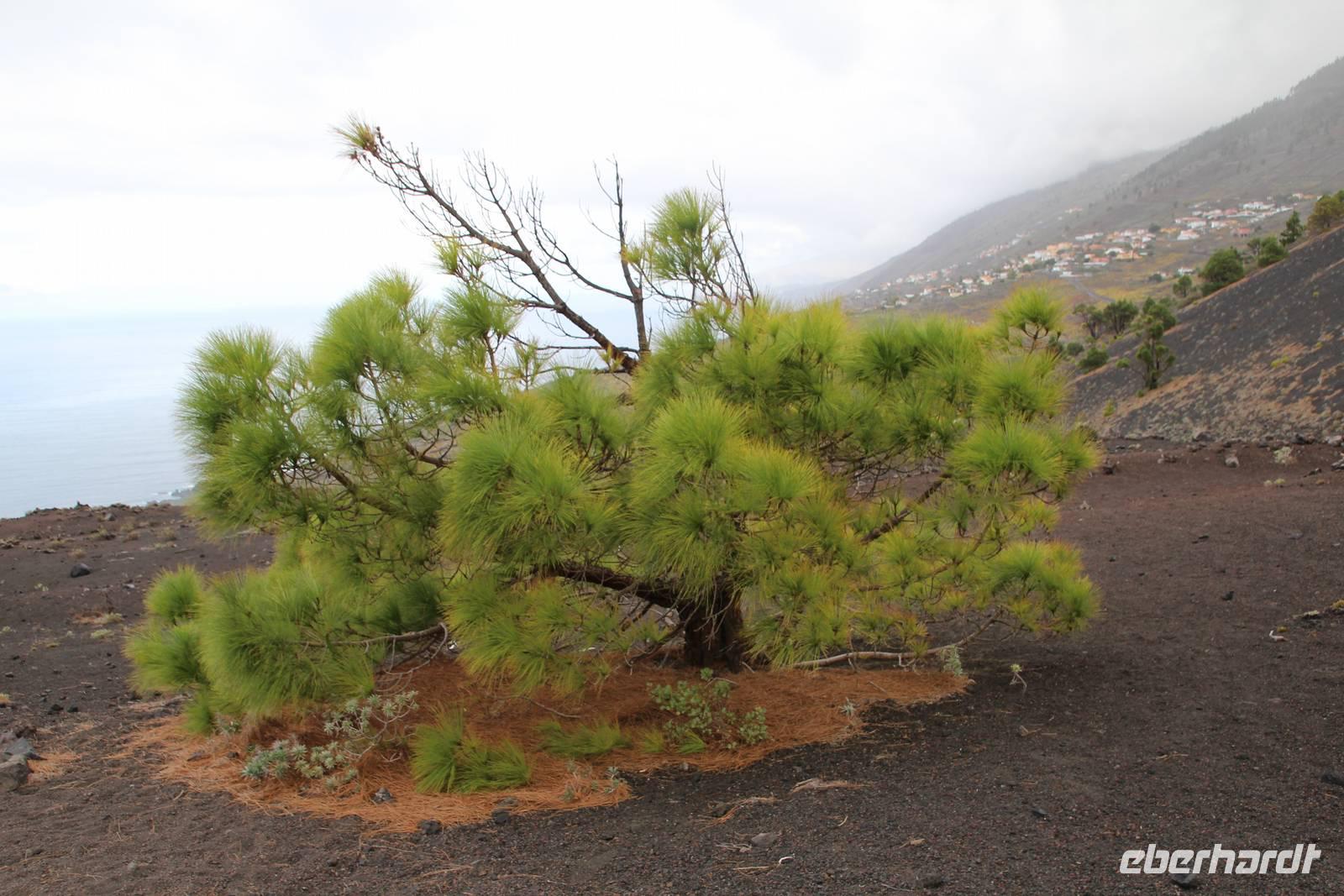 Wanderung vom Vulkan San Antonio zum Leuchtturm von Fuencaliente – La Palma