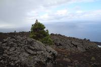 Wanderung vom Vulkan San Antonio zum Leuchtturm von Fuencaliente – La Palma