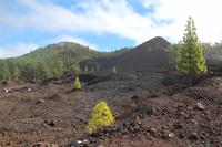 Wanderung am Chinyero – Teneriffa