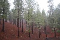 Wanderung am Chinyero – Teneriffa