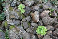 An den Cueva del Viento – Teneriffa