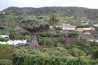 Icod de los Vinos – Teneriffa