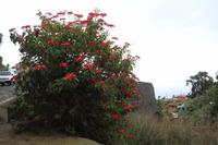 Icod de los Vinos – Teneriffa