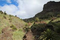 Wanderung in der Masca-Schlucht – Teneriffa