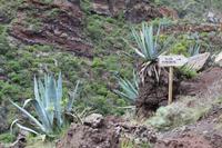 Wanderung von Afur nach Taganana – Teneriffa