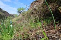 Wanderung von Afur nach Taganana – Teneriffa