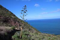 Wanderung von Afur nach Taganana – Teneriffa