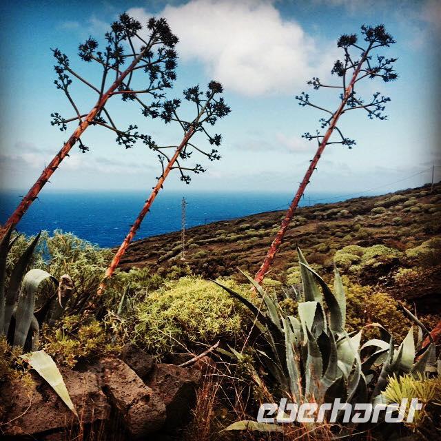 Wanderung nach Pozo de las Calcosas