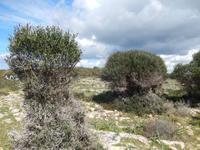Vom Wind geformte Sträucher