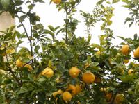 Wanderung durch Palma