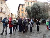 1000 jährige Olivenbaum