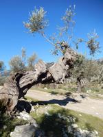 knorriger Olivenbaum