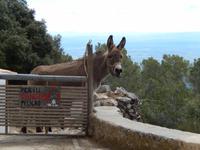Esel untehält uns während unserer Pause