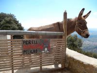 Esel untehält uns während unserer Pause