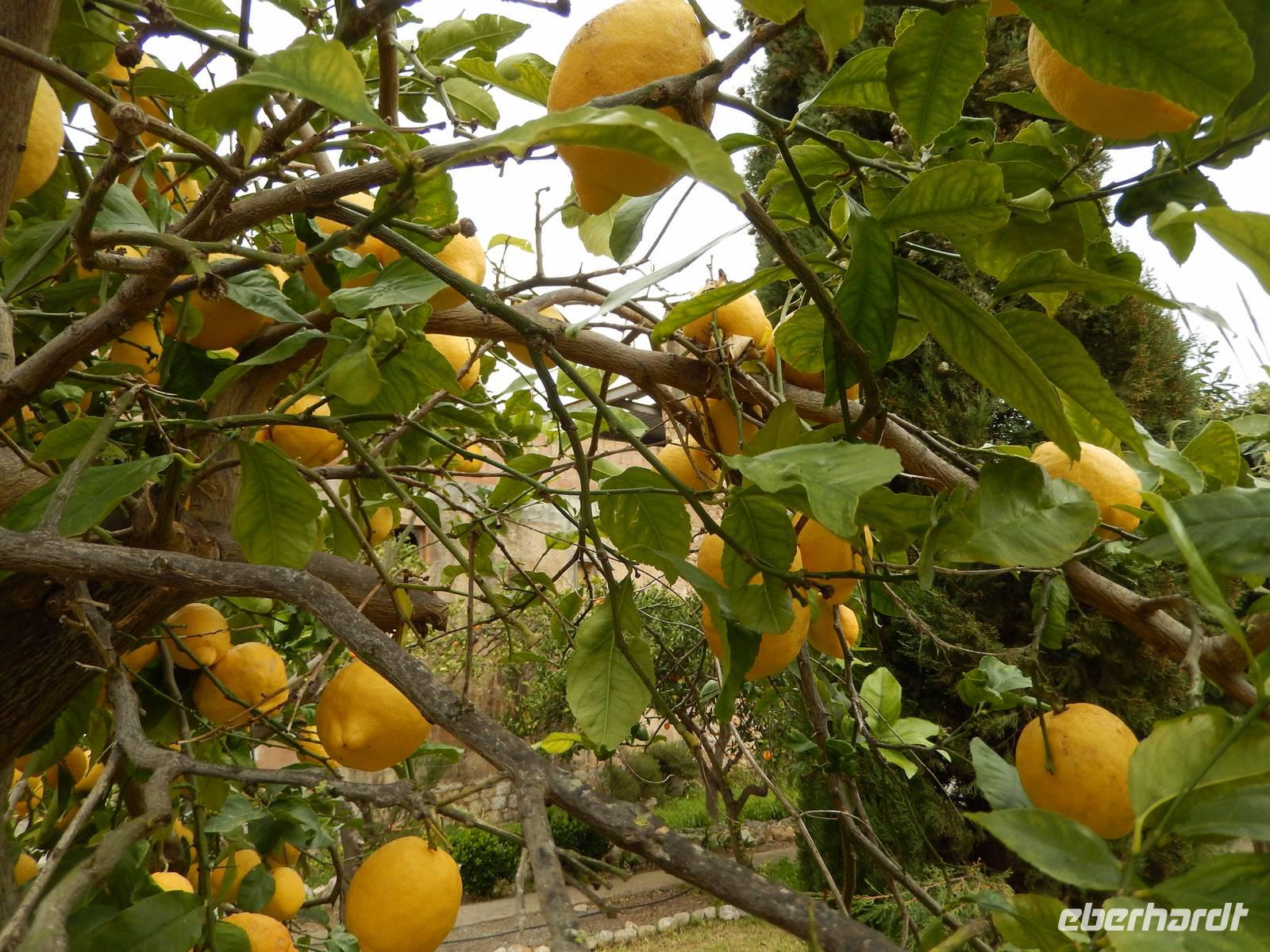 Zitronenbaum