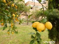 Üppiger Zitronenbaum