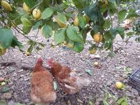 Hühner im Zitronenland