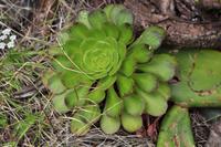 Wanderreise La Palma & Teneriffa, April 2015