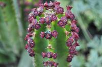 Wanderreise La Palma & Teneriffa, April 2015