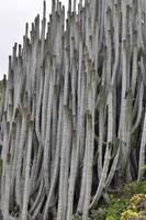 Wanderreise La Palma & Teneriffa, April 2015