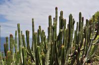 Wanderreise La Palma & Teneriffa, April 2015