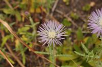 Wanderreise La Palma & Teneriffa, April 2015