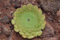 Wanderreise La Palma & Teneriffa, April 2015