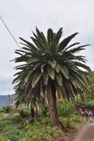 Wanderreise La Palma & Teneriffa, April 2015