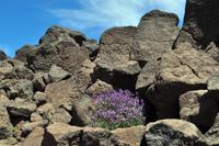 Wanderreise La Palma & Teneriffa, April 2015