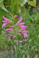 Wanderreise La Palma & Teneriffa, April 2015