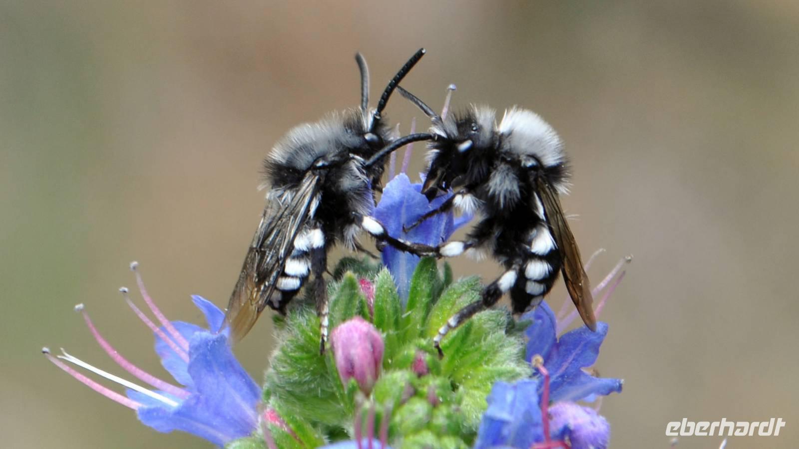 Frühling auf La Palma