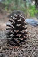 Wanderung in die Caldera de Taburiente