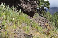 Wanderung in die Caldera de Taburiente