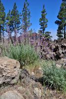 Wanderung am Chinyero