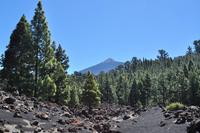 Wanderung am Chinyero (Blick zum Teide)