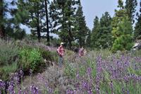 Wanderung am Chinyero