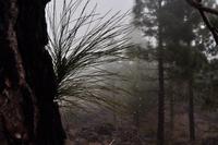 Horizontalregen (Nebel-Kondensation)