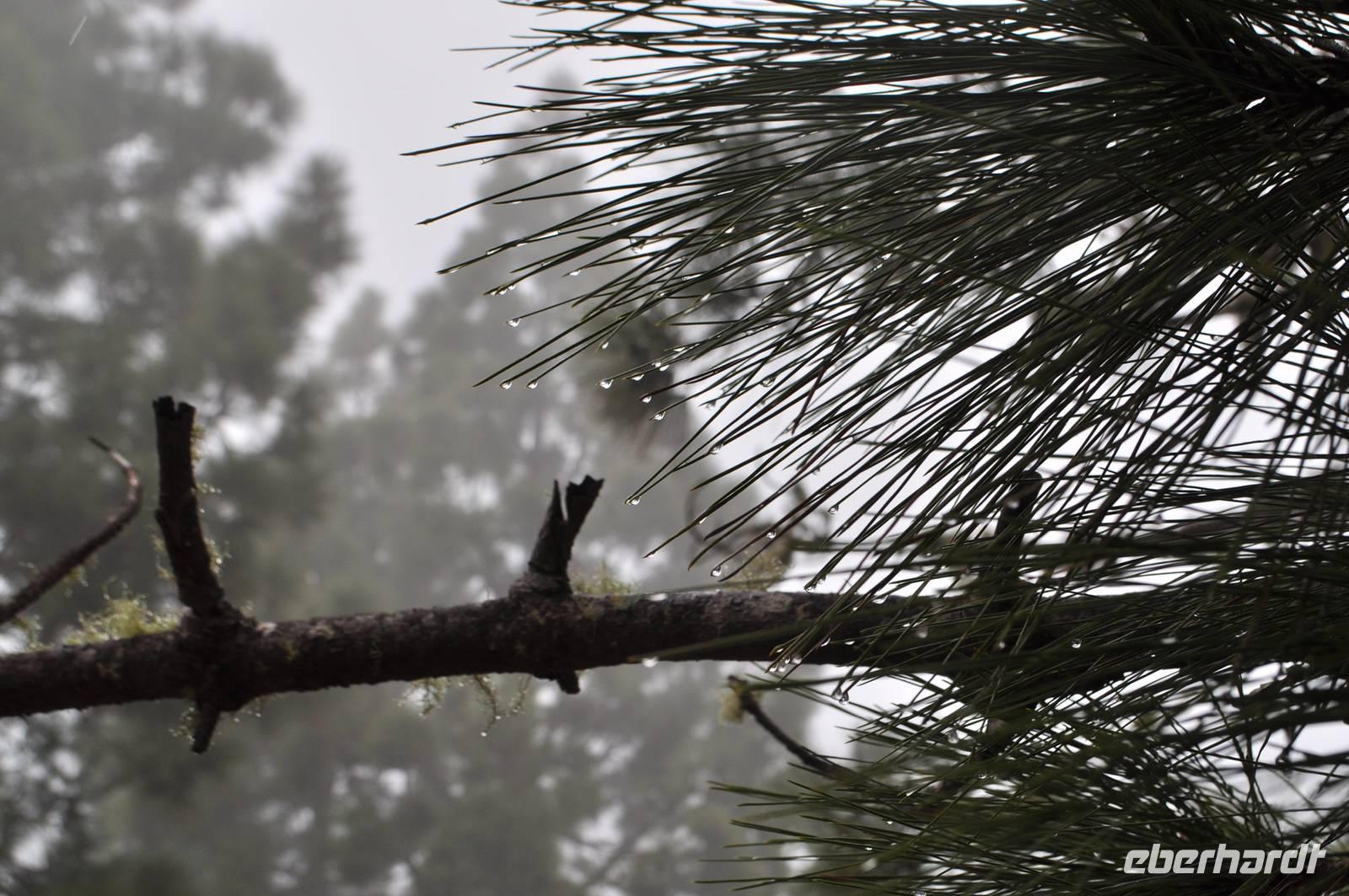 Horizontalregen (Nebel-Kondensation)