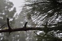 Horizontalregen (Nebel-Kondensation)