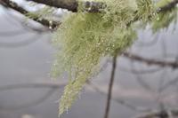 Horizontalregen (Nebel-Kondensation)